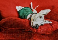 12 tips for a 'pawsome' Christmas